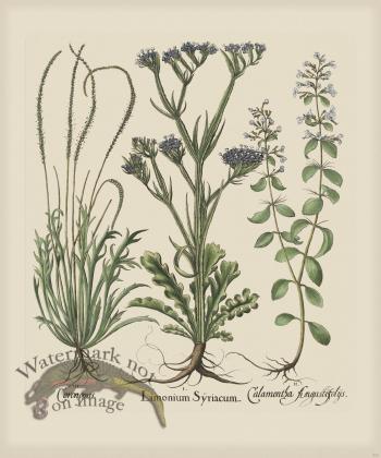 Besler 233 Colored  B2